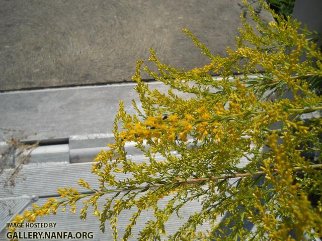 goldenrod