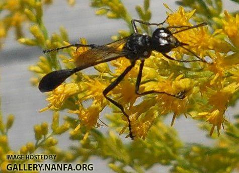 wasp close