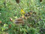 teasel