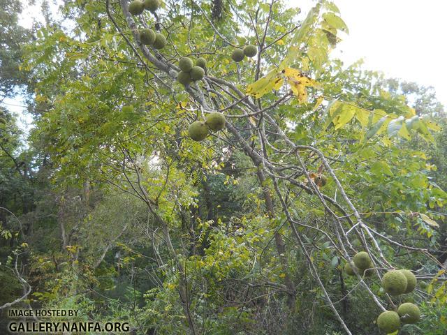 walnuts 2
