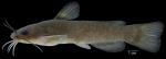 Ameiurus
