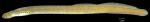 Ichthyomyzon