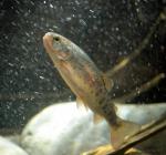 juv trout parr