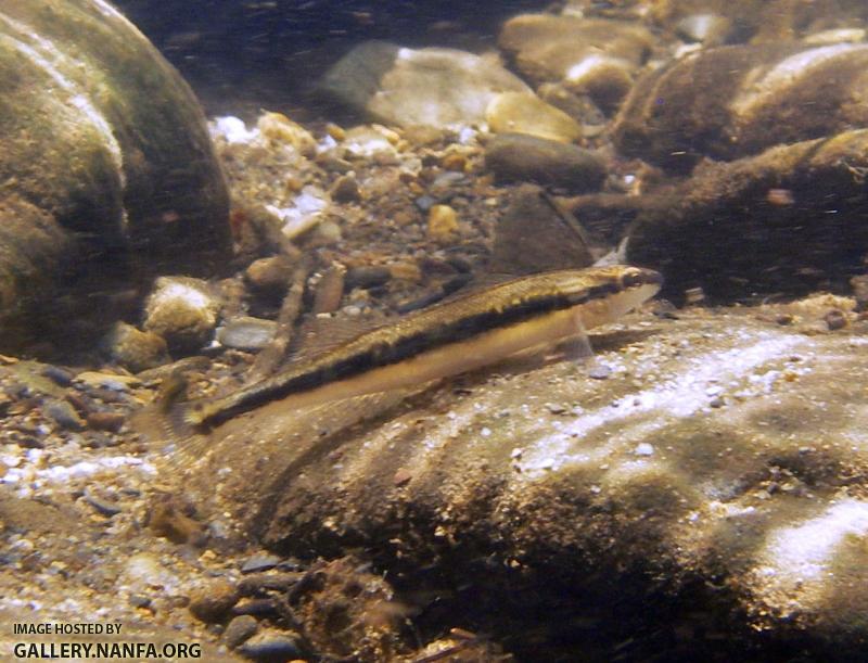 Percina kusha