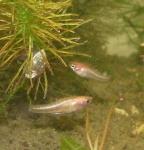 two heterandria formosa