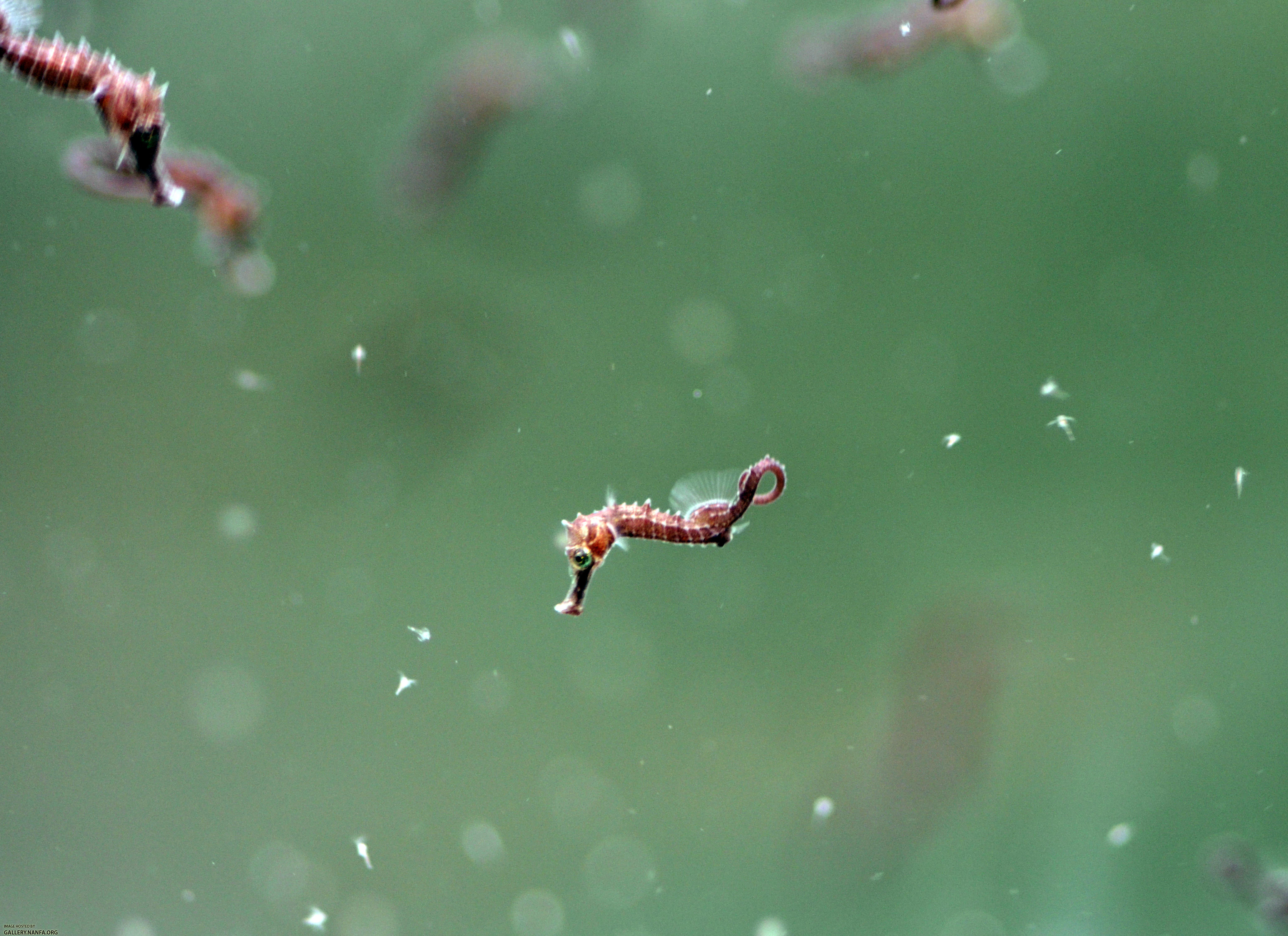 Juvenile sea horses hunt nauplii