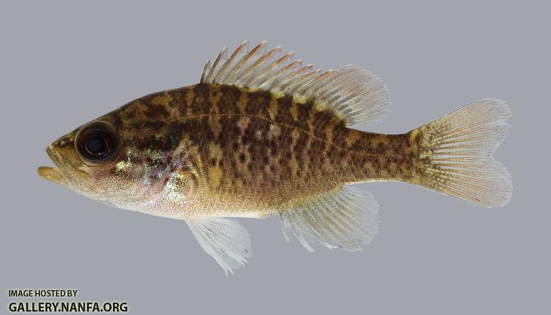 Lepomis gulosus  Warmouth 987