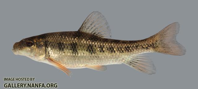 Erimyzon oblongus Creek Chubsucker 366-1