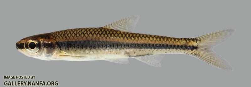 Notropis boops Bigeye Shiner 21