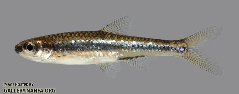 Notropis ortenburgeri Kiamichi Shiner 82