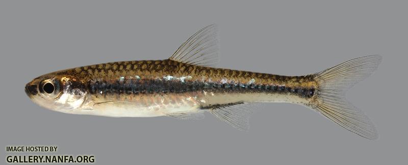 Notropis ortenburgeri Kiamichi Shiner 95