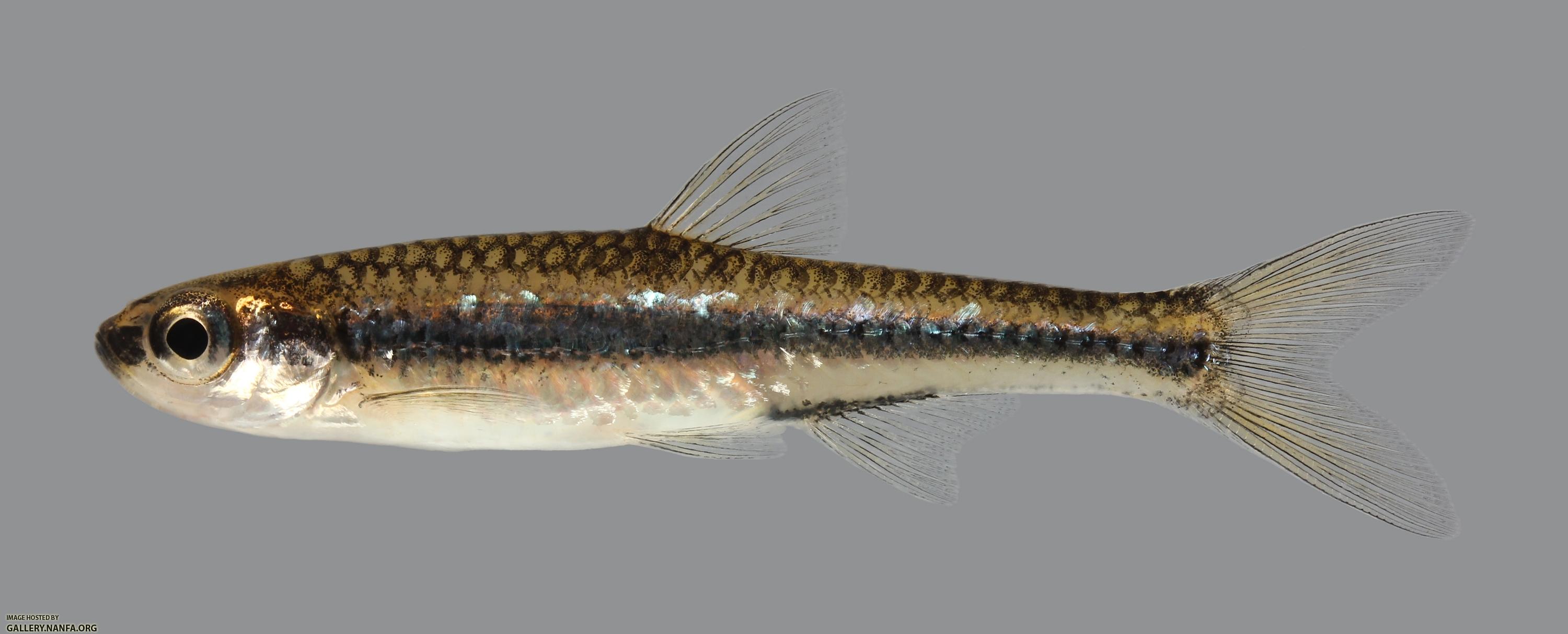 Notropis ortenburgeri Kiamichi Shiner 95