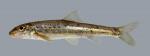 Erimystax x-punctatus Gravel Chub 1011