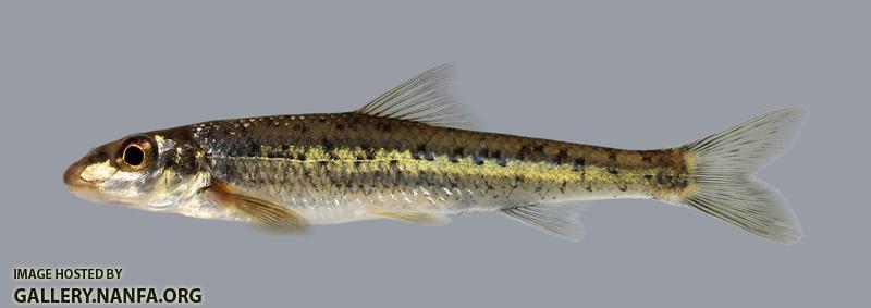 Erimystax x-punctatus Gravel Chub 1146