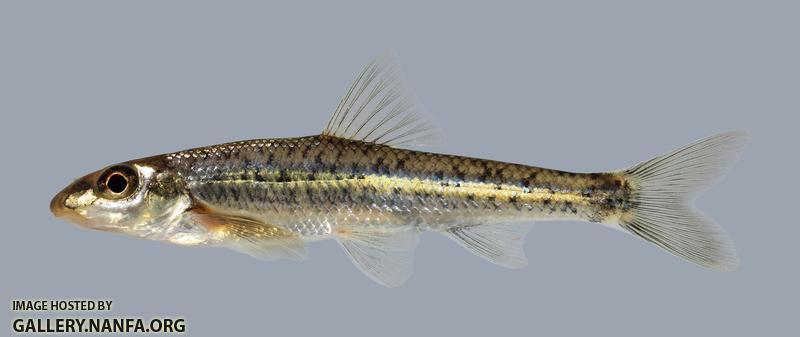 Erimystax x-punctatus Gravel Chub 1402