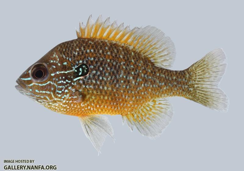 Lepomis marginatus Dollar Sunfish  2376