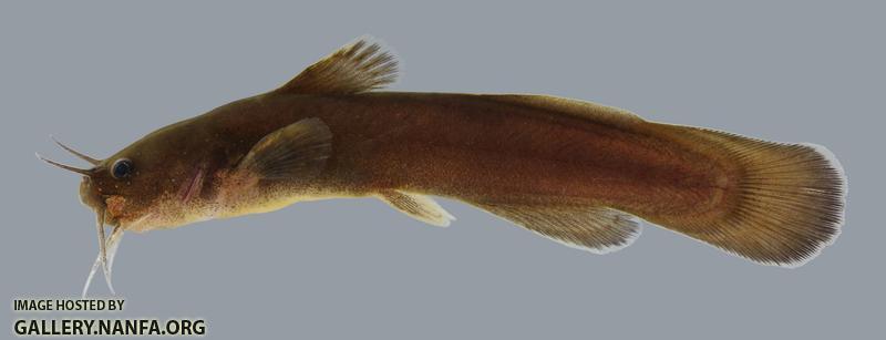 Noturus nocturnus Freckled Madtom  3002