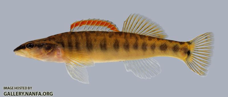 Percina nasuta Longnose Darter 90