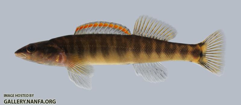 Percina nasuta Longnose Darter 378