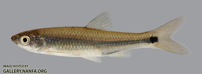 Cyprinella venusta Blacktail Shiner 454