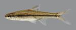 Opsopoeodus emiliae Pugnose Minnow 169