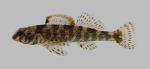 Etheostoma histrio Harlequin Darter 2330