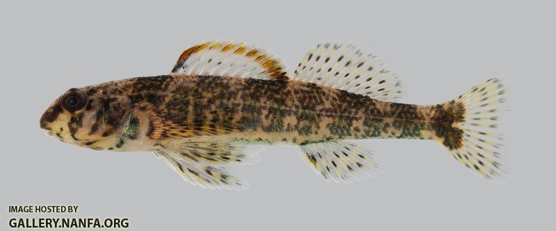 Etheostoma histrio Harlequin Darter 2454