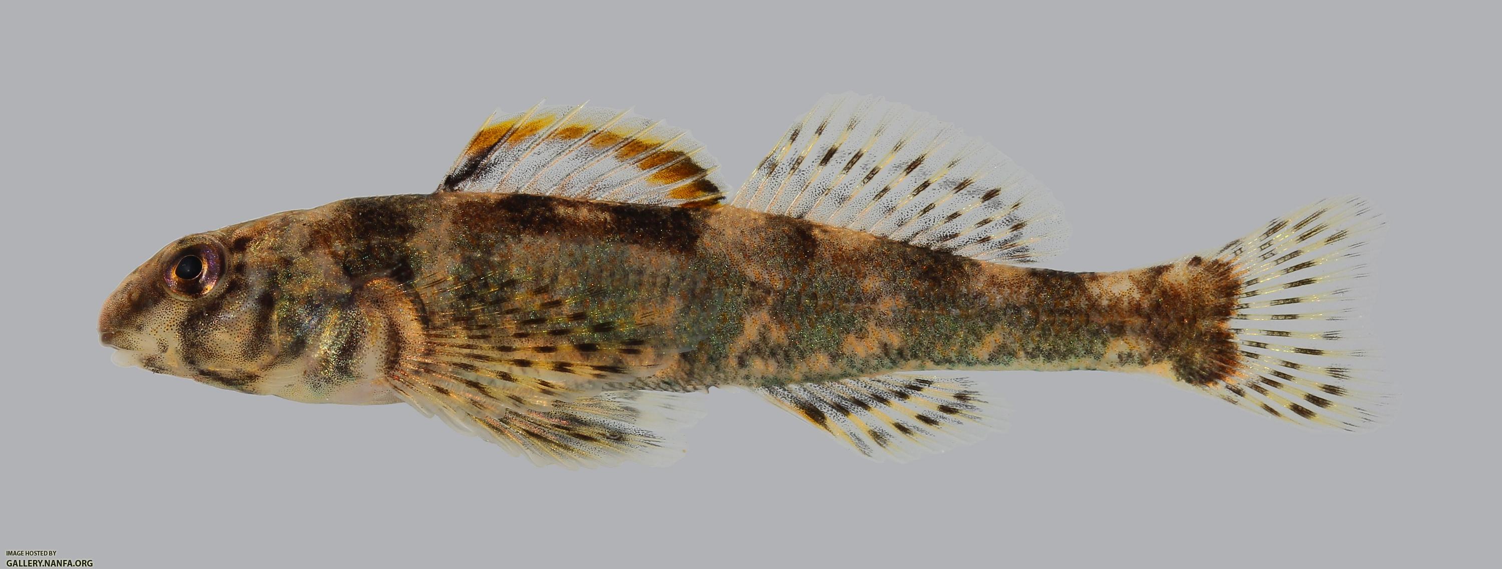 Etheostoma histrio Harlequin Darter 2164