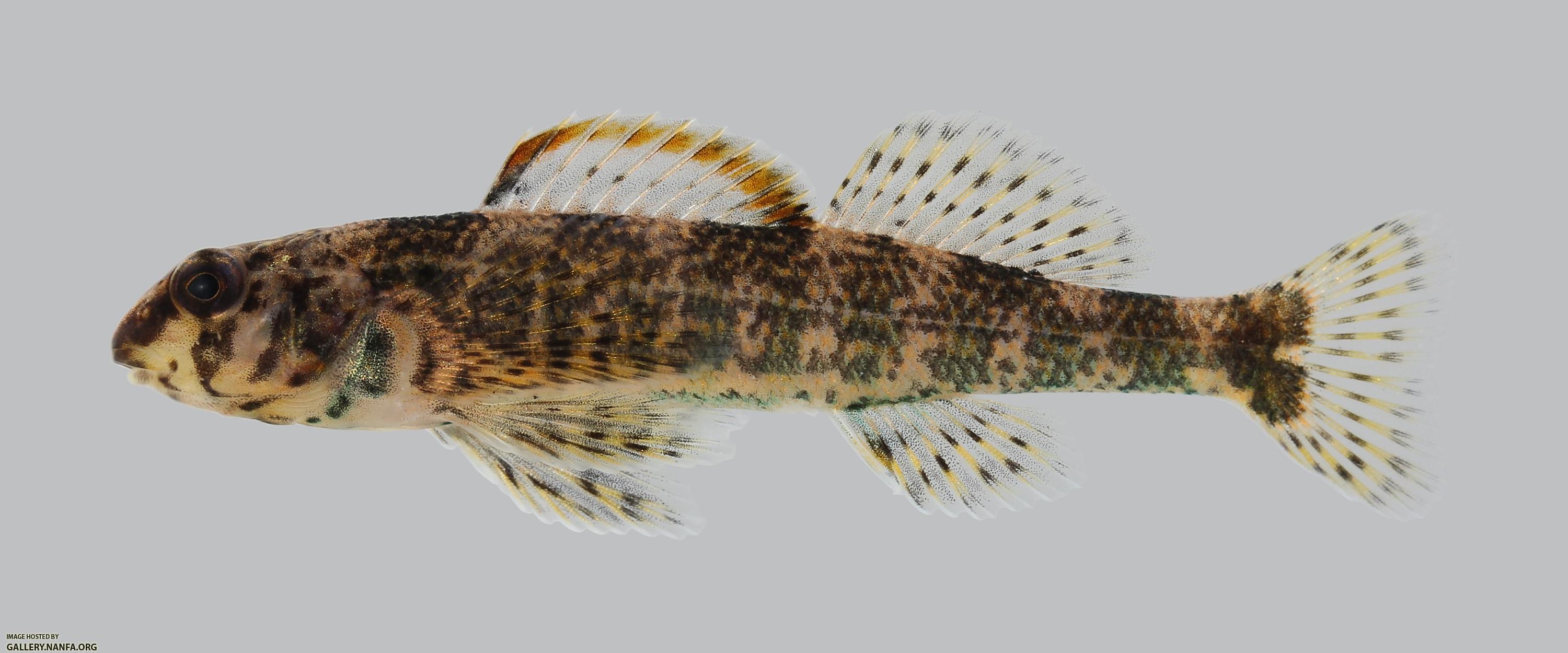 Etheostoma histrio Harlequin Darter 2454