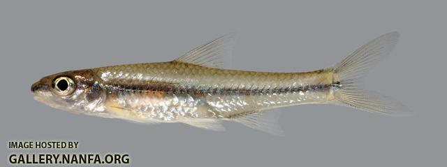Hybopsis amnis  Pallid Shiner  1309