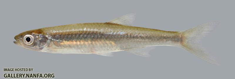 Notropis atherinoides  Emerald Shiner 840