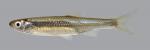 Notropis atherinoides Emerald Shiner 1476