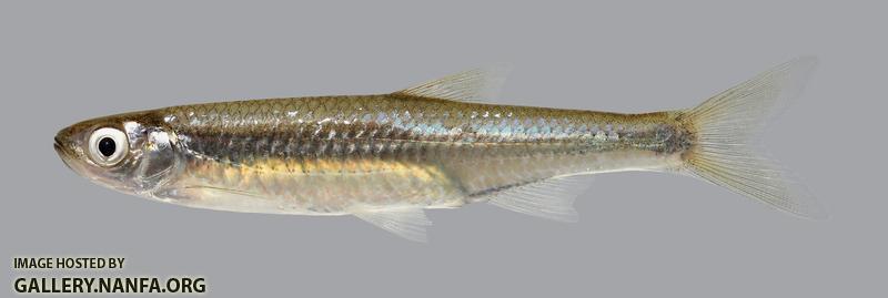 Notropis atherinoides Emerald Shiner 1476