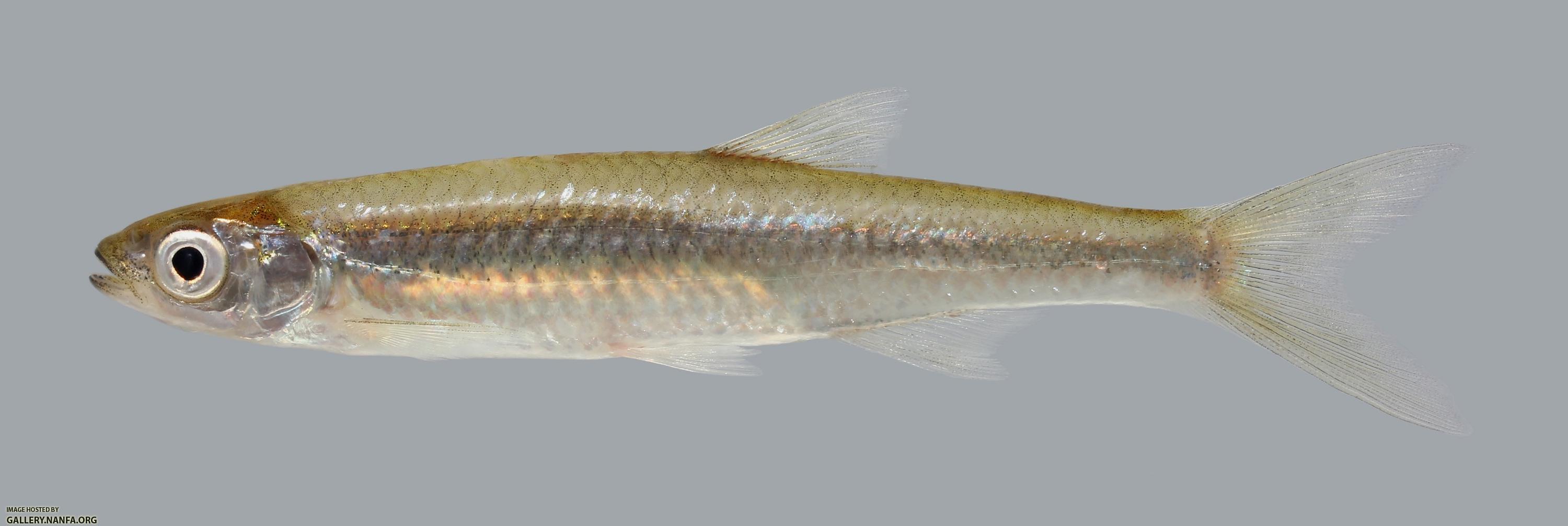 Notropis atherinoides  Emerald Shiner 840