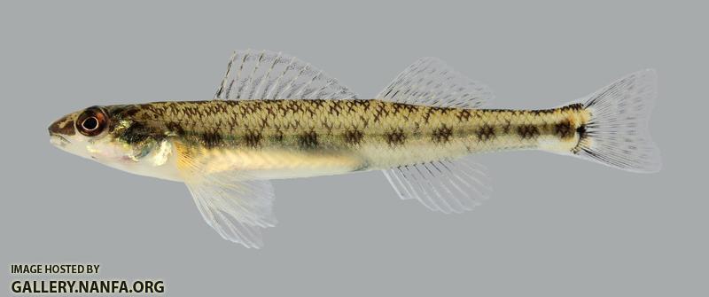 Percina copelandi Channel Darter 2676