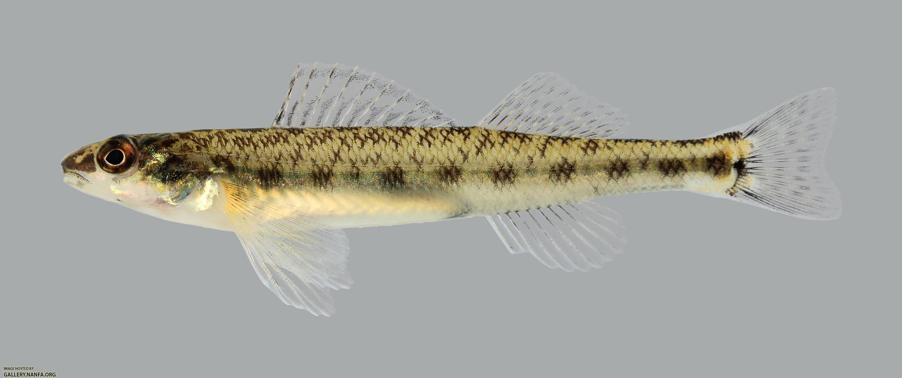 Percina copelandi Channel Darter 2676