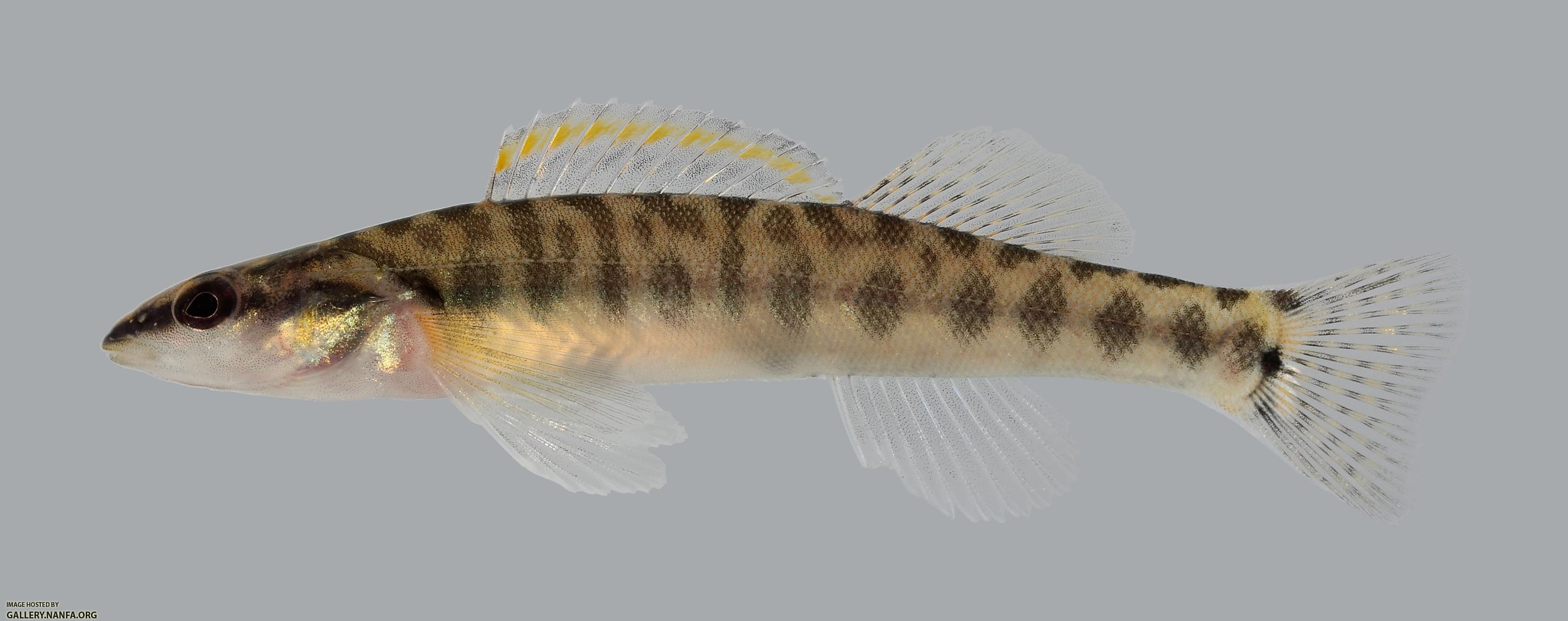 Percina nasuta Longnose Darter 2312