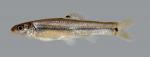 Pimephales vigilax Bullhead Minnow 1813.1