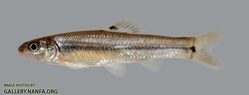 Pimephales vigilax Bullhead Minnow 1813.1