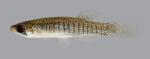 Fundulus dispar Starhead Topminnow 470