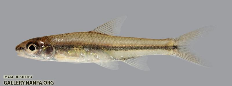 Hybopsis amnis Pallid Shiner 1117