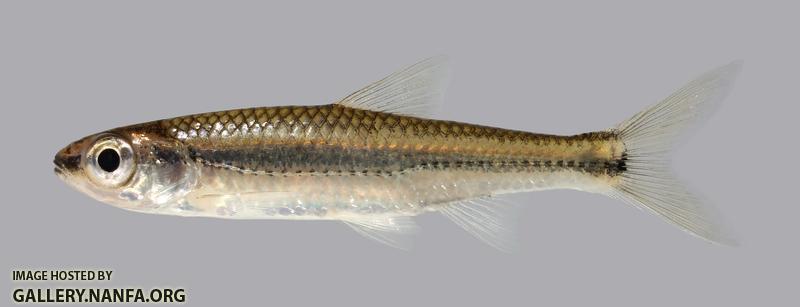 Notropis boops Bigeye Shiner 1076.4