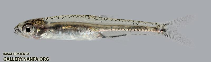 Notropis perpallidus Peppered Shiner 15