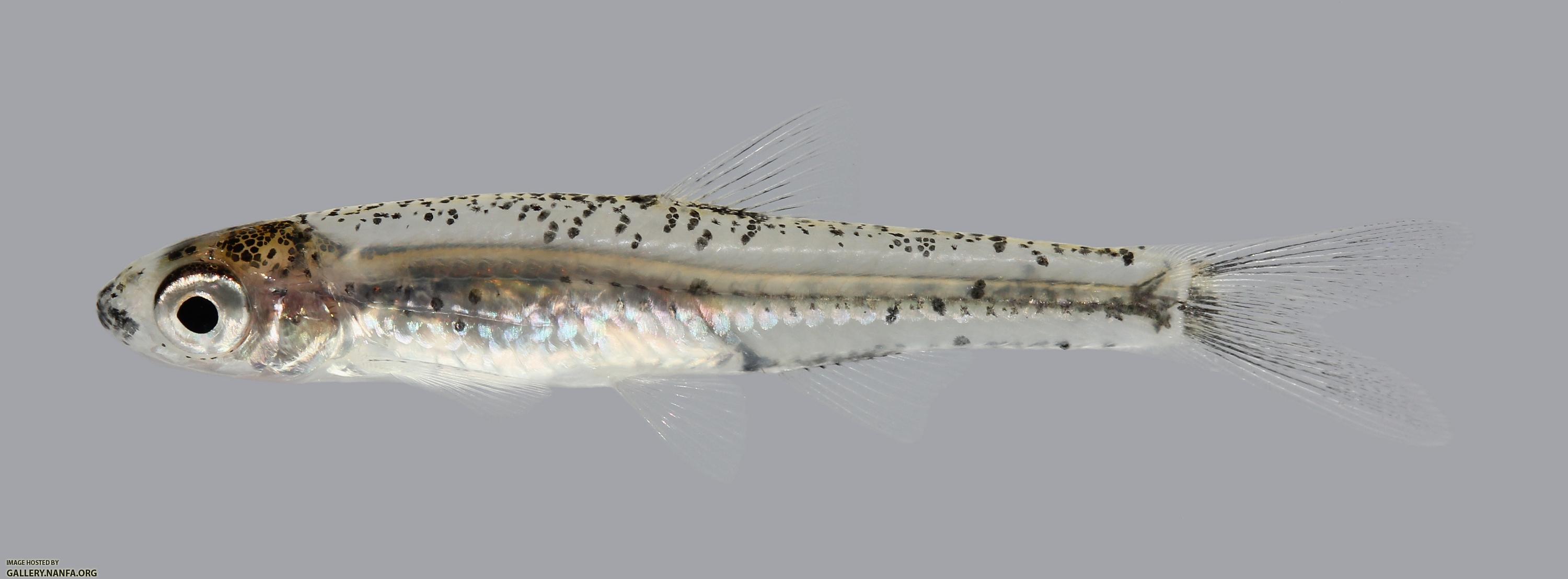 Notropis perpallidus Peppered Shiner 80