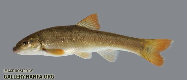 Campostoma spadiceum Highland Stoneroller 634.250