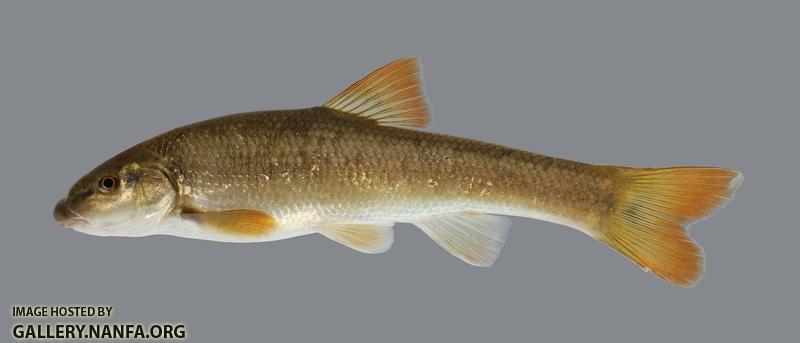 Campostoma spadiceum Highland Stoneroller 634.250