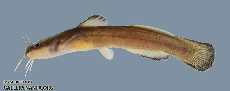 Noturus exilis Slender Madtom 2671.2500