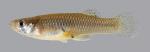 Gambusia affinis Western Mosquitofish 266.1.2500