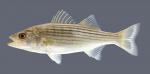 Morone saxatilis Striped Bass 650.2500