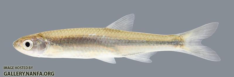 Notropis atherinoides Emerald Shiner 1245.2500